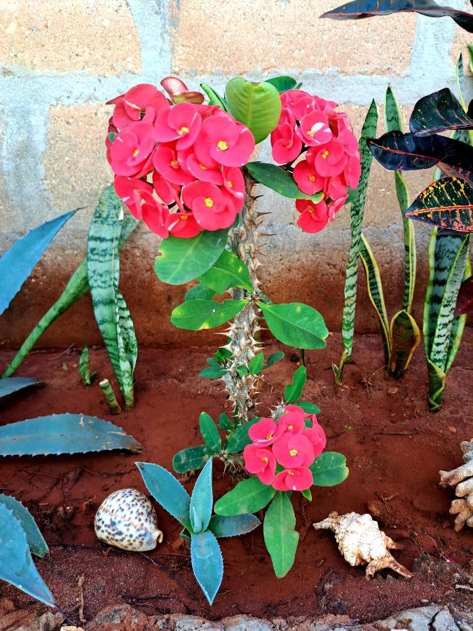 Mimi Na Wewe Villa ナングウィ エクステリア 写真